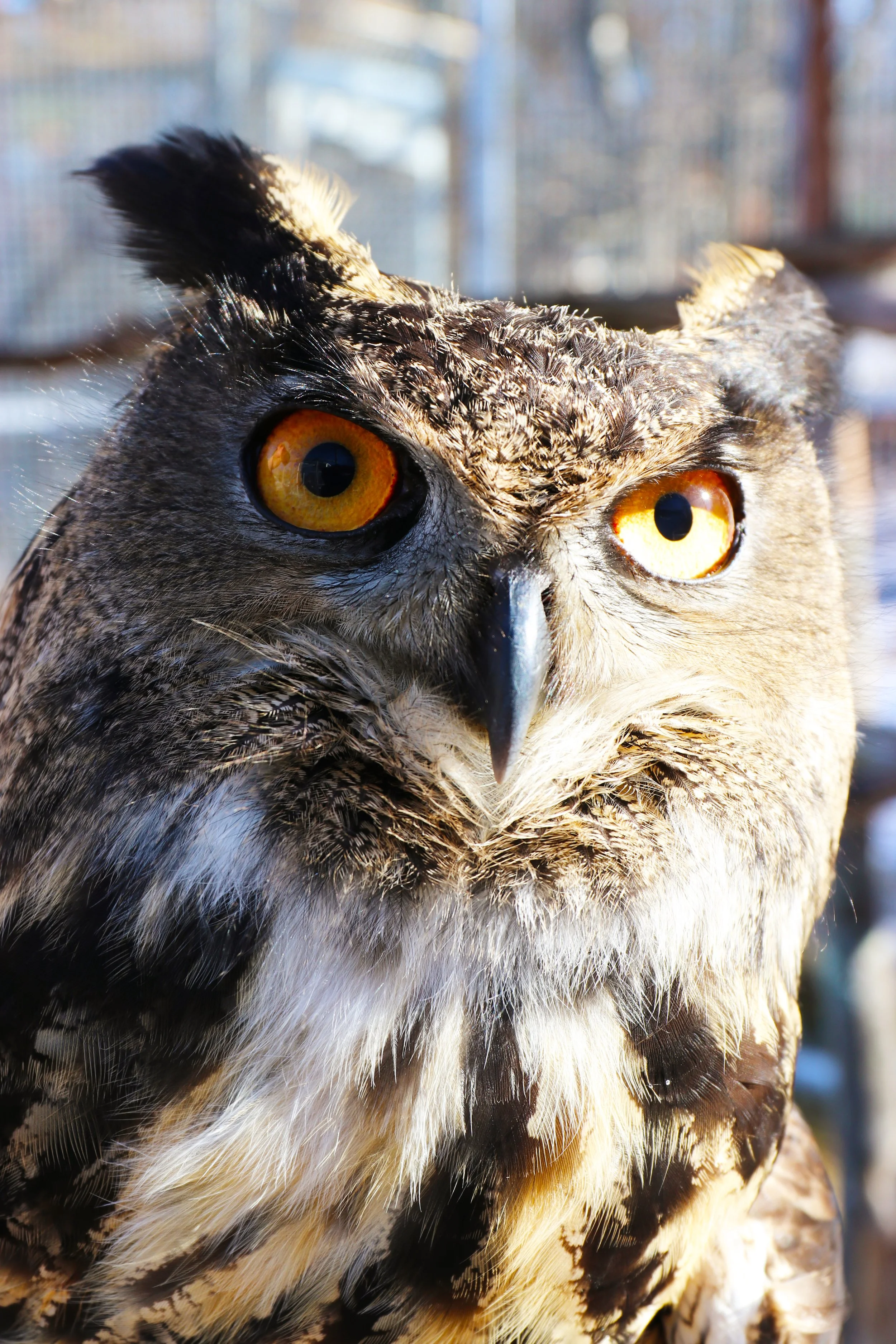 Our Animals | Discover & Support Animals Today — Animal Adventures